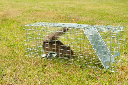 Pest controllers surrey Pest controllers surrey