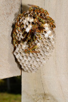 insect control, pest control expert insect control, pest control expert